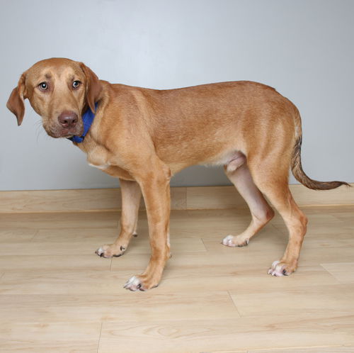 Nacho D221226