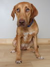 Nacho D221226