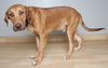 Nacho D221226