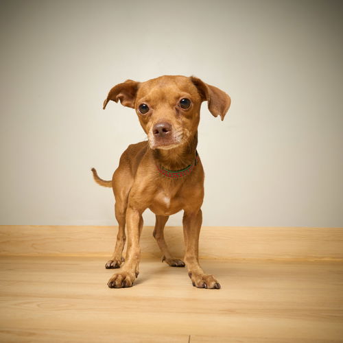 ++PupPup D221302