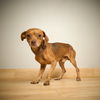 ++PupPup D221302