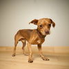 ++PupPup D221302