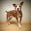Sweetie D221313