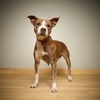 Sweetie D221313