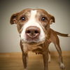 Sweetie D221313