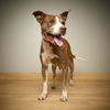 Sweetie D221313