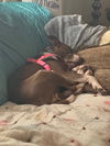 Sweetie D221313