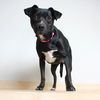 Molly D221350