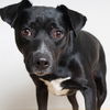Molly D221350