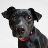 Molly D221350
