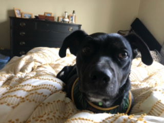 Molly D221350