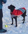 Molly D221350