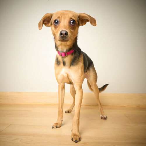 Daisy D221362