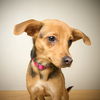 Daisy D221362