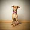 Daisy D221362