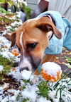 Charlie D221367