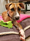 Charlie D221367