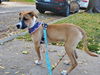 Charlie D221367