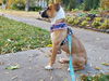 Charlie D221367