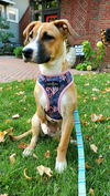 Charlie D221367