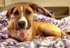 Charlie D221367