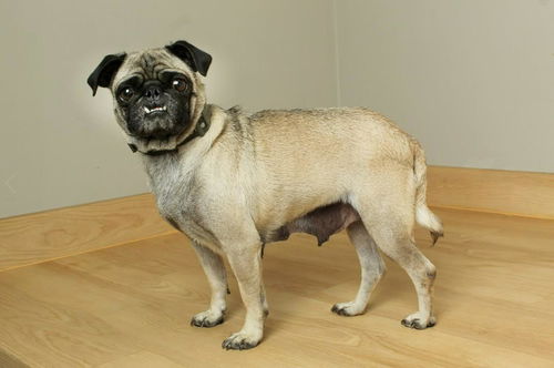 Hattie D221389