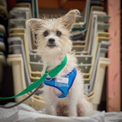 Benji D221436