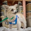 Benji D221436
