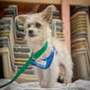 Benji D221436