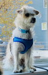 Benji D221436