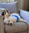 Benji D221436