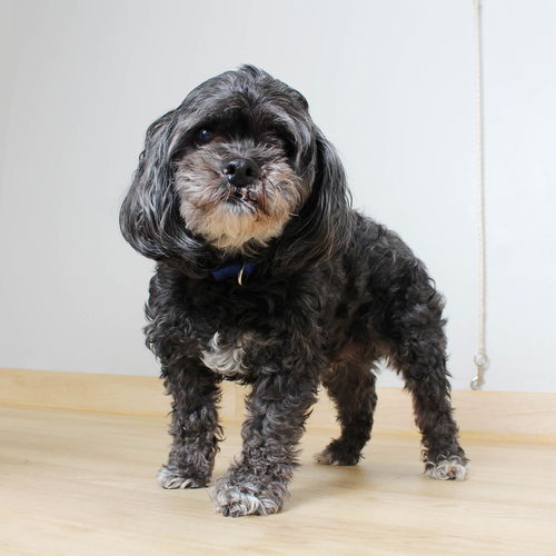 Bailey D221477