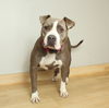 ++Gypsy Lee D221559