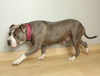 ++Gypsy Lee D221559