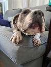 ++Gypsy Lee D221559