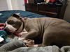 ++Gypsy Lee D221559