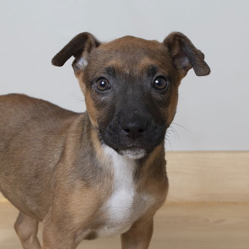 Jingles D221567