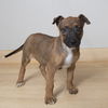 Jingles D221567