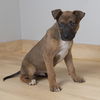 Jingles D221567