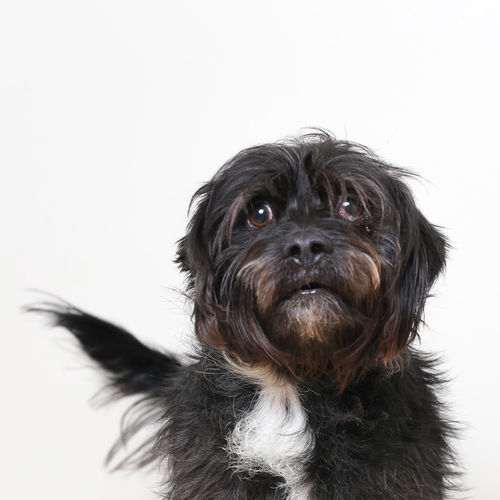 Murdock D221580