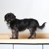 Murdock D221580
