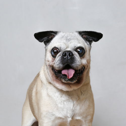 Beau Dacious D221581