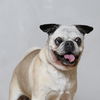 Beau Dacious D221581