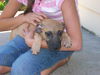 Daisy