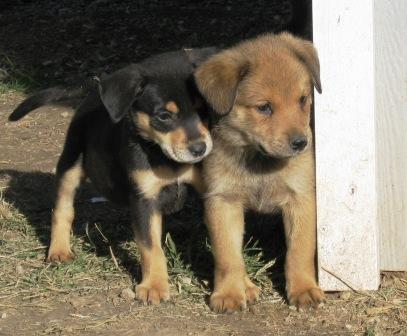 Ace and Clark