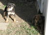 Ace and Clark