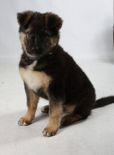 Zena