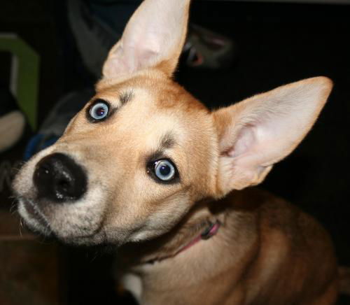 Nala