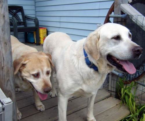 Daisy and Duke