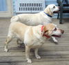Daisy and Duke